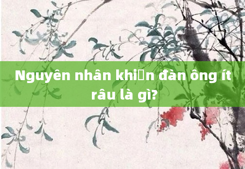 Nguyên nhân khiến đàn ông ít râu là gì?