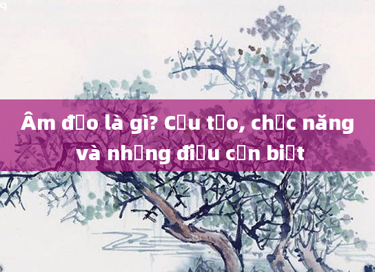 Âm đạo là gì? Cấu tạo, chức năng và những điều cần biết