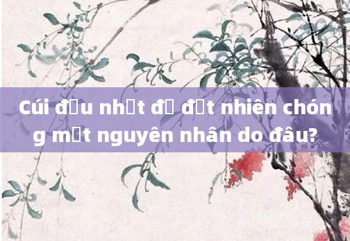 Cúi đầu nhặt đồ đột nhiên chóng mặt nguyên nhân do đâu?