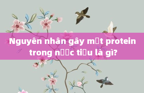 Nguyên nhân gây mất protein trong nước tiểu là gì?