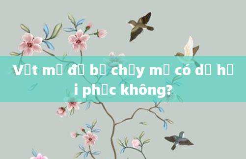 Vết mổ đẻ bị chảy mủ có dễ hồi phục không?