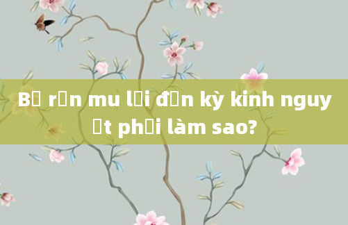 Bị rận mu lại đến kỳ kinh nguyệt phải làm sao?