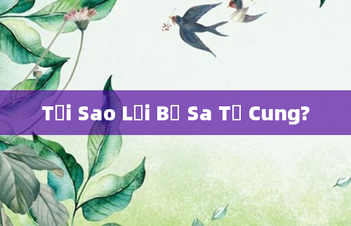 Tại Sao Lại Bị Sa Tử Cung?
