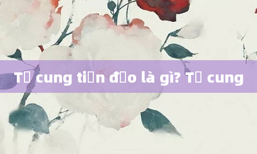 Tử cung tiền đạo là gì? Tử cung
