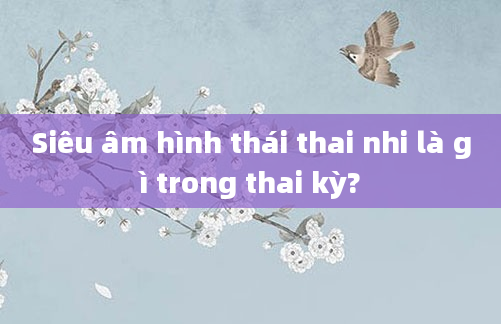 Siêu âm hình thái thai nhi là gì trong thai kỳ?