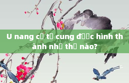 U nang cổ tử cung được hình thành như thế nào?