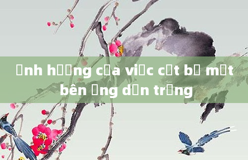 Ảnh hưởng của việc cắt bỏ một bên ống dẫn trứng