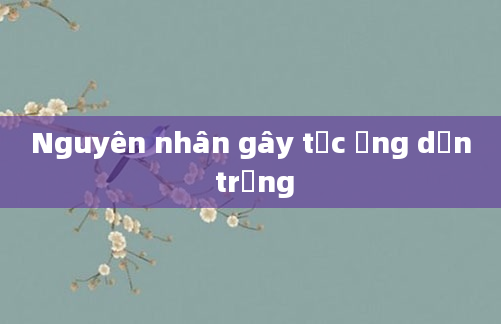Nguyên nhân gây tắc ống dẫn trứng