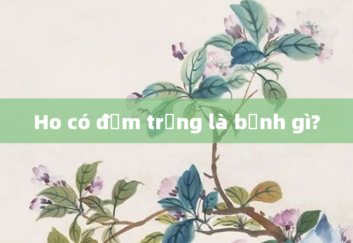Ho có đờm trắng là bệnh gì?